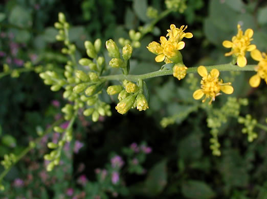 image of Solidago faucibus, Gorge Goldenrod