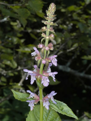 image of Stachys latidens, Broadtooth Hedgenettle