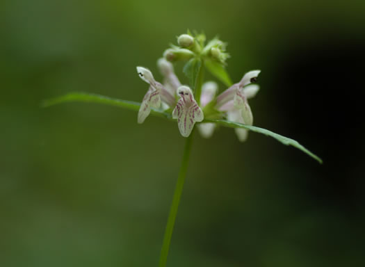 image of Stachys latidens, Broadtooth Hedgenettle