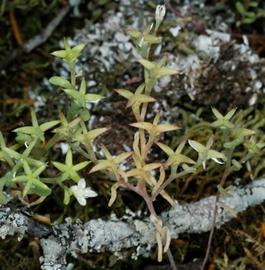 Sedum pusillum, Puck's Orpine, Granite Stonecrop