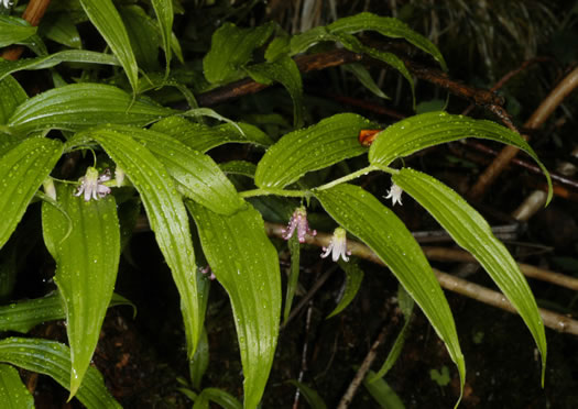 image of Streptopus lanceolatus var. lanceolatus, Rosy Twisted-stalk, Eastern Rose Mandarin, Eastern Twisted-stalk