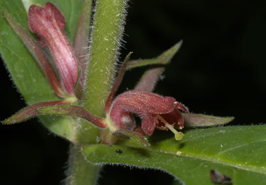 image of Triosteum aurantiacum var. aurantiacum, Orange-fruited Horse-gentian