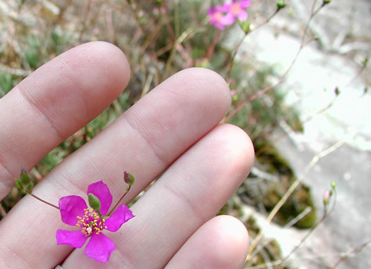 image of Phemeranthus mengesii, Menges' Fameflower, Large-flowered Fameflower, Menges' Rock-pink, Large-flowered Rock-pink