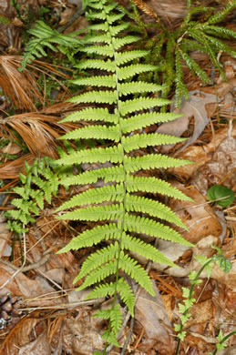 image of Amauropelta noveboracensis, New York Fern