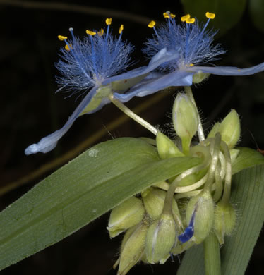 image of Tradescantia virginiana, Virginia Spiderwort