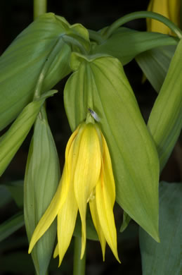 Uvularia grandiflora, Large-flowered Bellwort