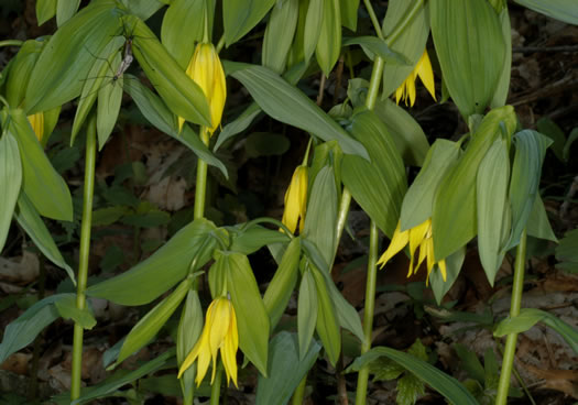 image of Uvularia grandiflora, Large-flowered Bellwort