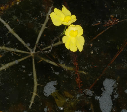 image of Utricularia inflata, Swollen Bladderwort, Inflated Bladderwort, Floating Bladderwort