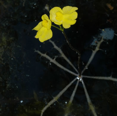 image of Utricularia inflata, Swollen Bladderwort, Inflated Bladderwort, Floating Bladderwort