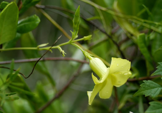 image of Pentalinon luteum, Wild Allamanda, Hammock Viper's-tail