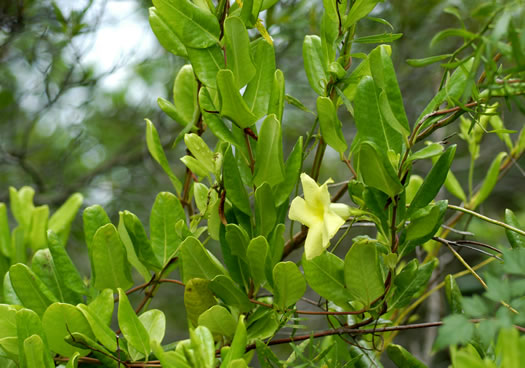 image of Pentalinon luteum, Wild Allamanda, Hammock Viper's-tail