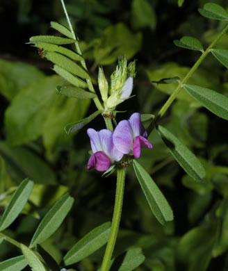 image of Vicia sativa ssp. nigra, Narrowleaf Vetch, Garden Vetch