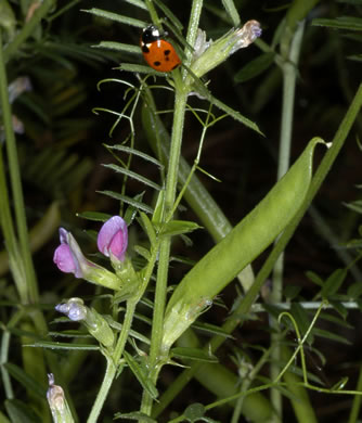 image of Vicia sativa ssp. nigra, Narrowleaf Vetch, Garden Vetch