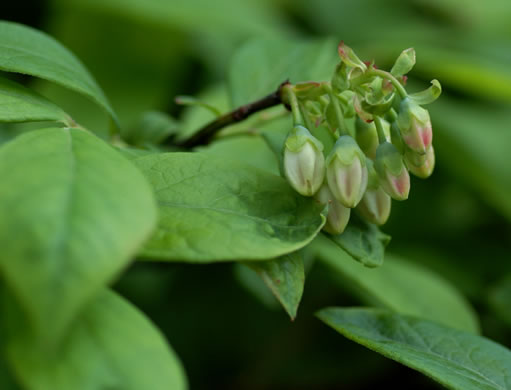 image of Vaccinium corymbosum, Smooth Highbush Blueberry, Northern Highbush Blueberry