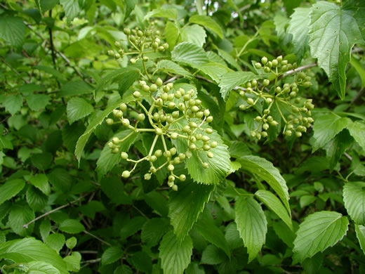 image of Viburnum dentatum, Southern Arrowwood