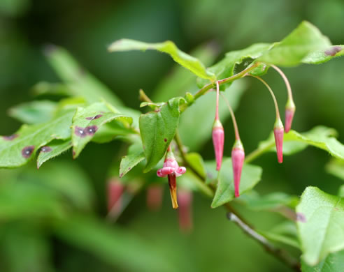 image of Vaccinium erythrocarpum, Bearberry, Highbush Cranberry, Mountain Cranberry