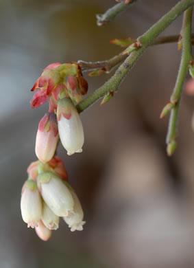 image of Vaccinium fuscatum, Hairy Highbush Blueberry, Black Highbush Blueberry