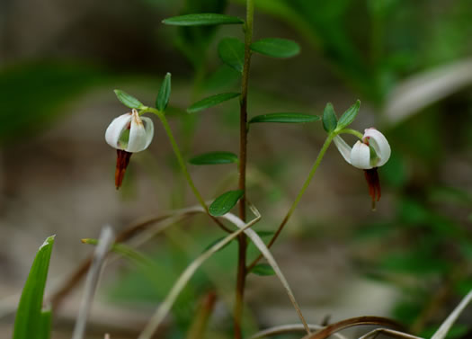 image of Vaccinium macrocarpon, Cranberry, Large Cranberry