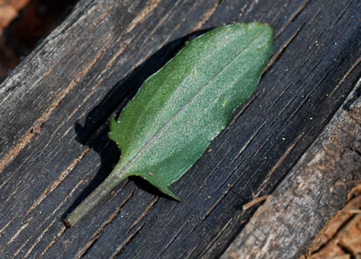 image of Viola sagittata, Arrowleaf Violet, Arrowhead Violet