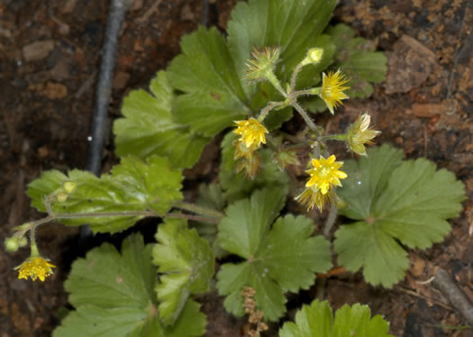 image of Waldsteinia doniana, Southern Barren Stawberry