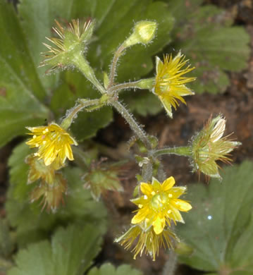 image of Waldsteinia doniana, Southern Barren Stawberry