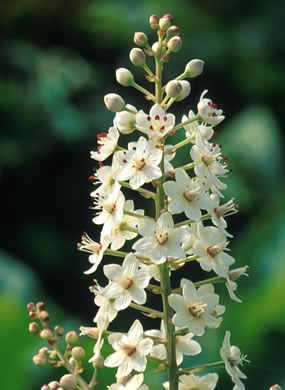 image of Stenanthium leimanthoides, Pinebarrens Death-camas