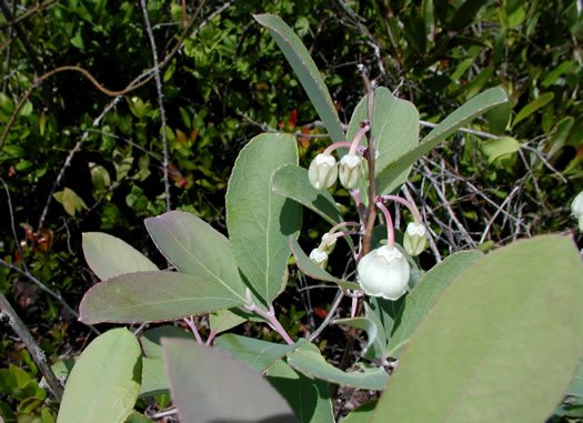 image of Zenobia pulverulenta, Zenobia, Honeycups