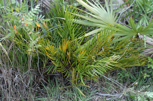 image of Zamia integrifolia var. umbrosa, East Coast Coontie, Broad-leaflet Coontie, Palatka Giant Coontie