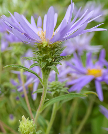 image of Eurybia spectabilis, Low Showy Aster, Eastern Showy Aster