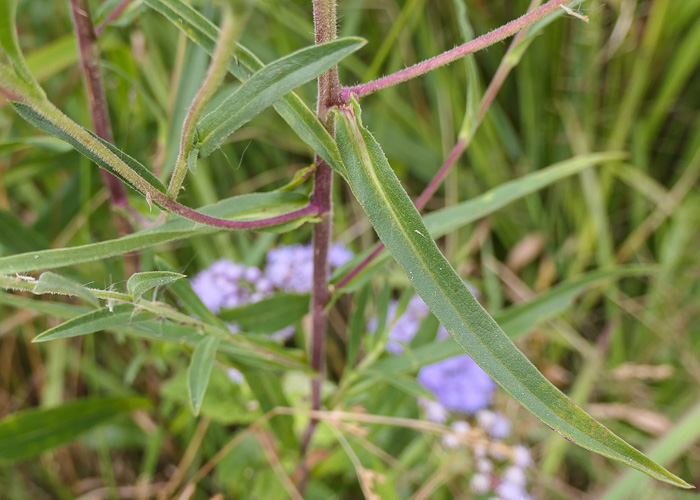 image of Eurybia spectabilis, Low Showy Aster, Eastern Showy Aster