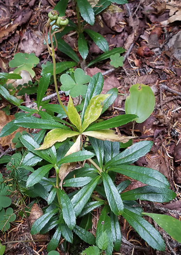 image of Chimaphila umbellata var. cisatlantica, Prince's-pine