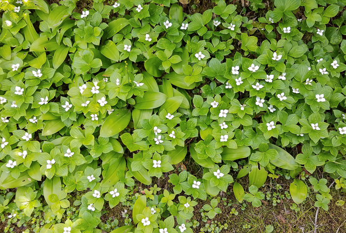 image of Chamaepericlymenum canadense, Bunchberry, Dwarf Dogwood, Dwarf Cornel