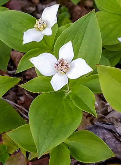 image of Chamaepericlymenum canadense, Bunchberry, Dwarf Dogwood, Dwarf Cornel