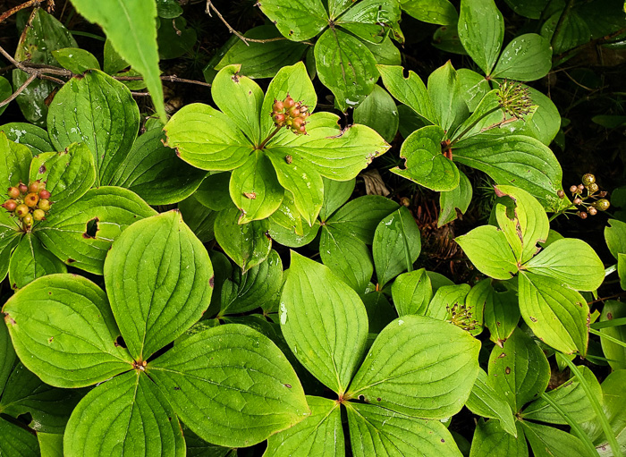 image of Chamaepericlymenum canadense, Bunchberry, Dwarf Dogwood, Dwarf Cornel