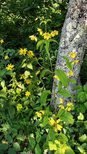 image of Steironema ciliatum, Fringed Loosestrife