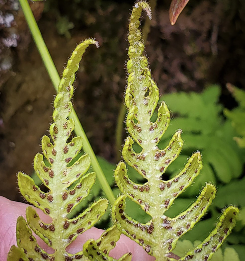 image of Phegopteris connectilis, Northern Beech Fern