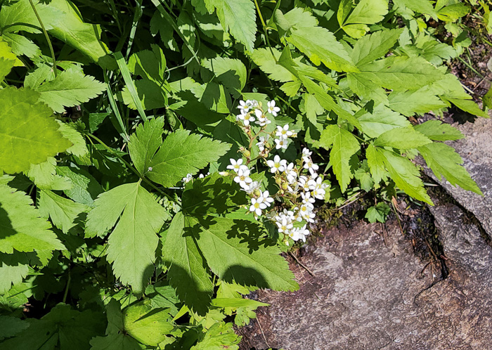 image of Boykinia aconitifolia, Brook-saxifrage, Eastern Boykinia, Allegheny Brookfoam, Aconite-saxifrage