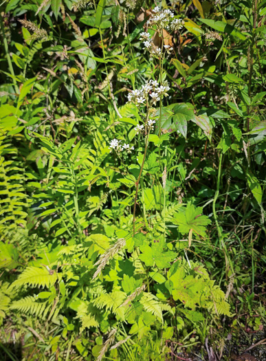 image of Boykinia aconitifolia, Brook-saxifrage, Eastern Boykinia, Allegheny Brookfoam, Aconite-saxifrage