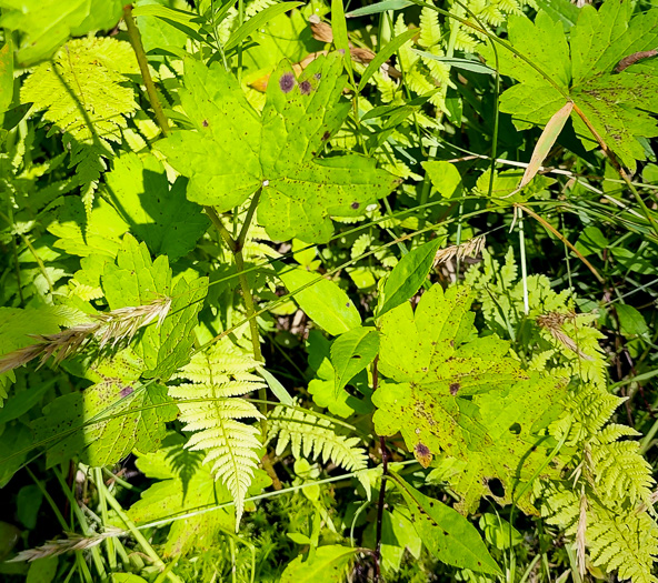 image of Boykinia aconitifolia, Brook-saxifrage, Eastern Boykinia, Allegheny Brookfoam, Aconite-saxifrage