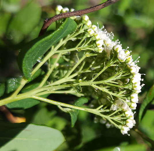 image of Spiraea virginiana, Virginia Spiraea, Appalachian Spiraea, Virginia Meadowsweet