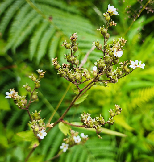 image of Boykinia aconitifolia, Brook-saxifrage, Eastern Boykinia, Allegheny Brookfoam, Aconite-saxifrage