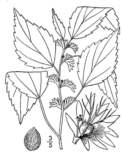 image of Acalypha virginica, Virginia Threeseed Mercury, Virginia Copperleaf, Shortstalk Copperleaf