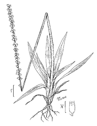 image of Aletris aurea, Golden Colicroot