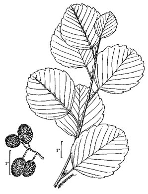 image of Alnus glutinosa, Black Alder, European Alder