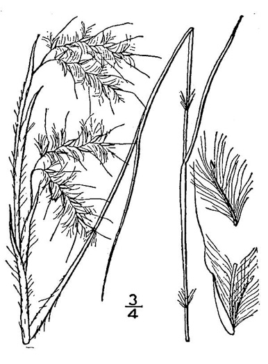 image of Andropogon gyrans, Elliott's Bluestem