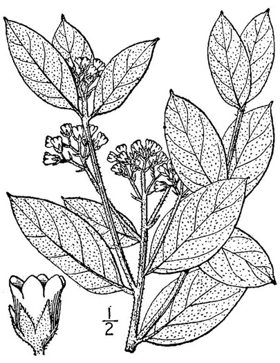 image of Apocynum cannabinum, Indian-hemp, Hemp Dogbane, Marion's Weed