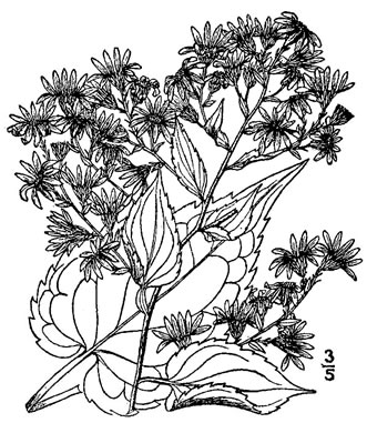 image of Symphyotrichum cordifolium, Heartleaf Aster, Common Blue Wood Aster