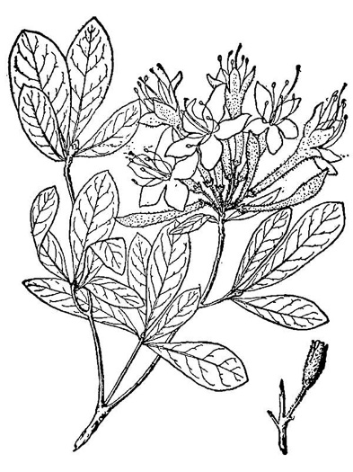 image of Rhododendron viscosum var. viscosum, Swamp Azalea, Clammy Azalea, Swamp Honeysuckle, Catchfly Azalea