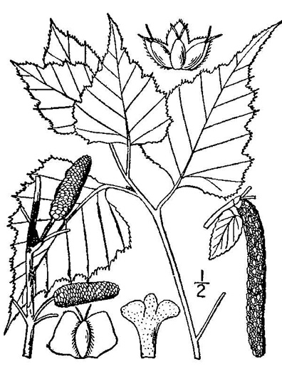 image of Betula populifolia, Gray Birch, White Birch