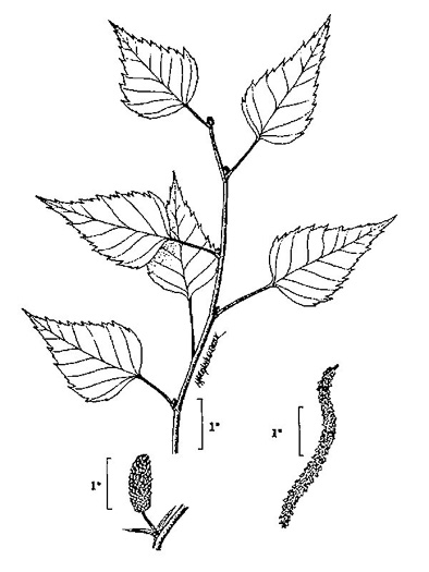 image of Betula populifolia, Gray Birch, White Birch